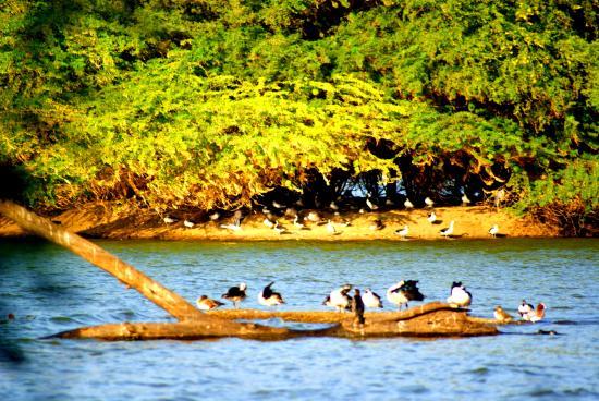 Thol Lake Bird Sanctuary